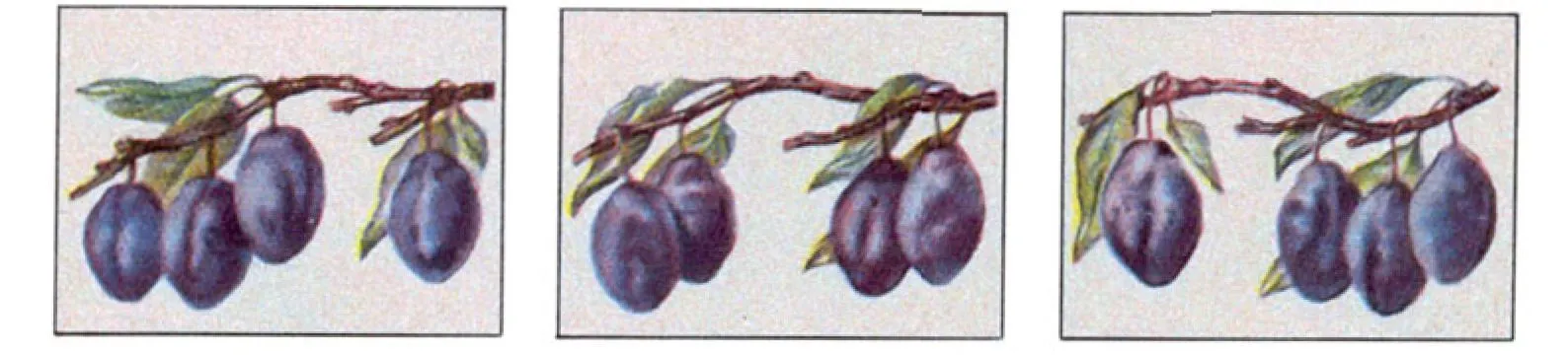 4 plums