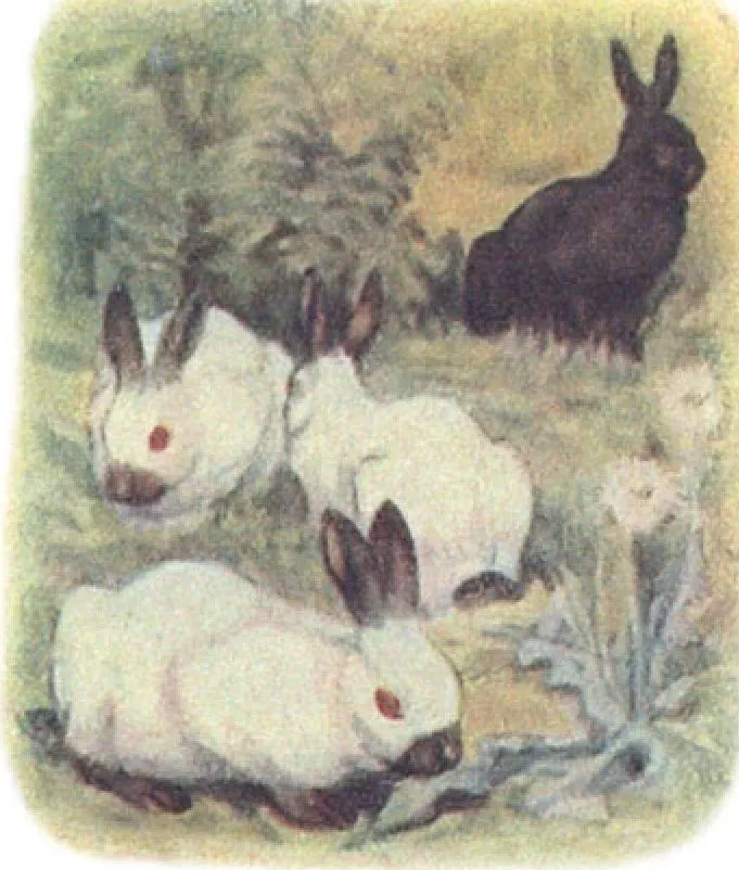 4 rabbits