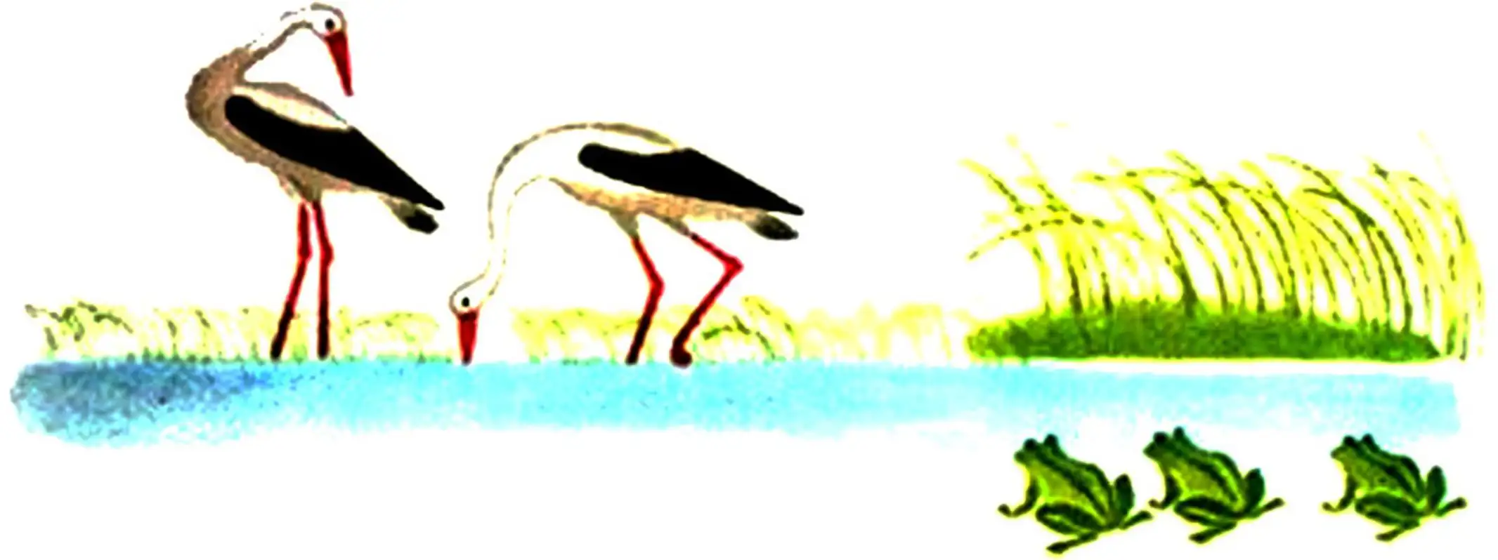 Herons and frogs